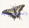 Papillon 6 R.jpg